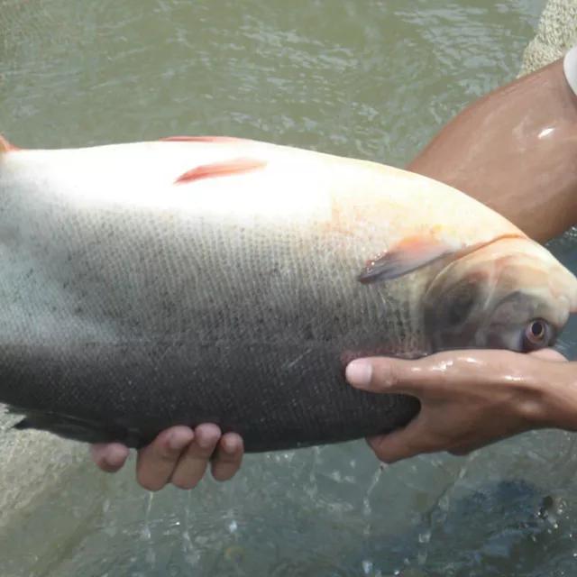 铁背鱼长什么样，95种禁放水生物图片介绍