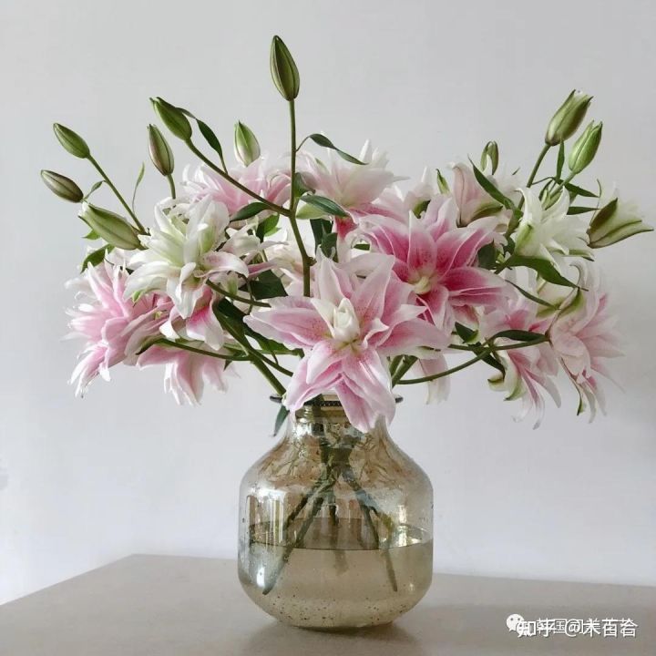 安祖花的功效及作用（常用花材养护攻略花艺师必看）