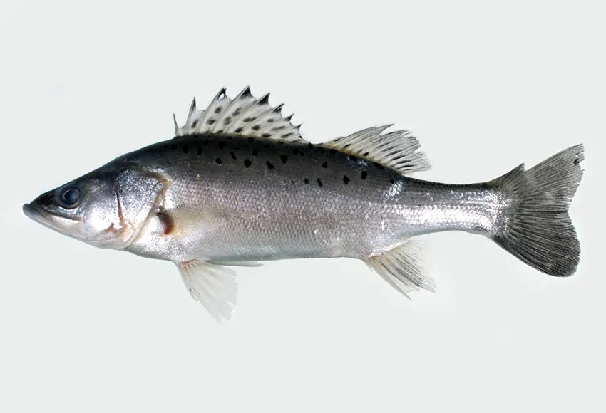 鱼儿身上的铠甲——鱼鳞还可以吃！说说它的一些有趣故事