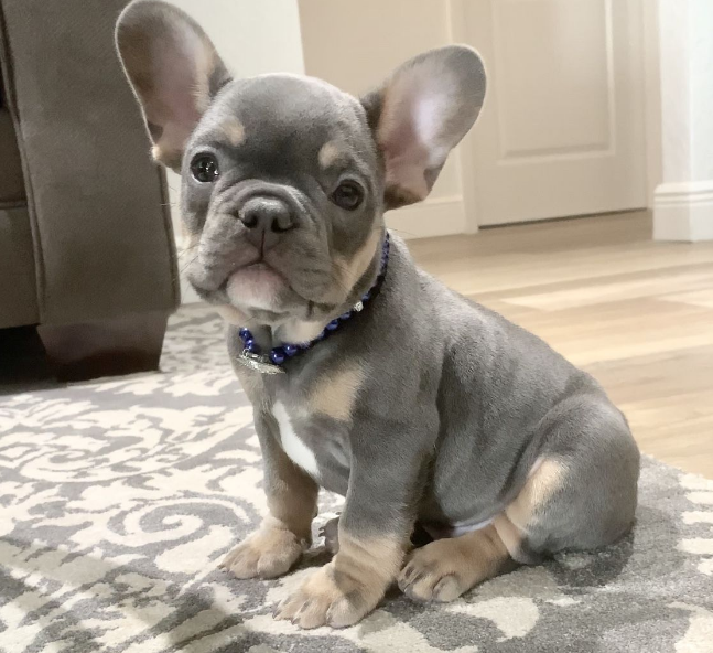 这些中小型犬不好养,一般不建议养,你家狗在榜上吗?