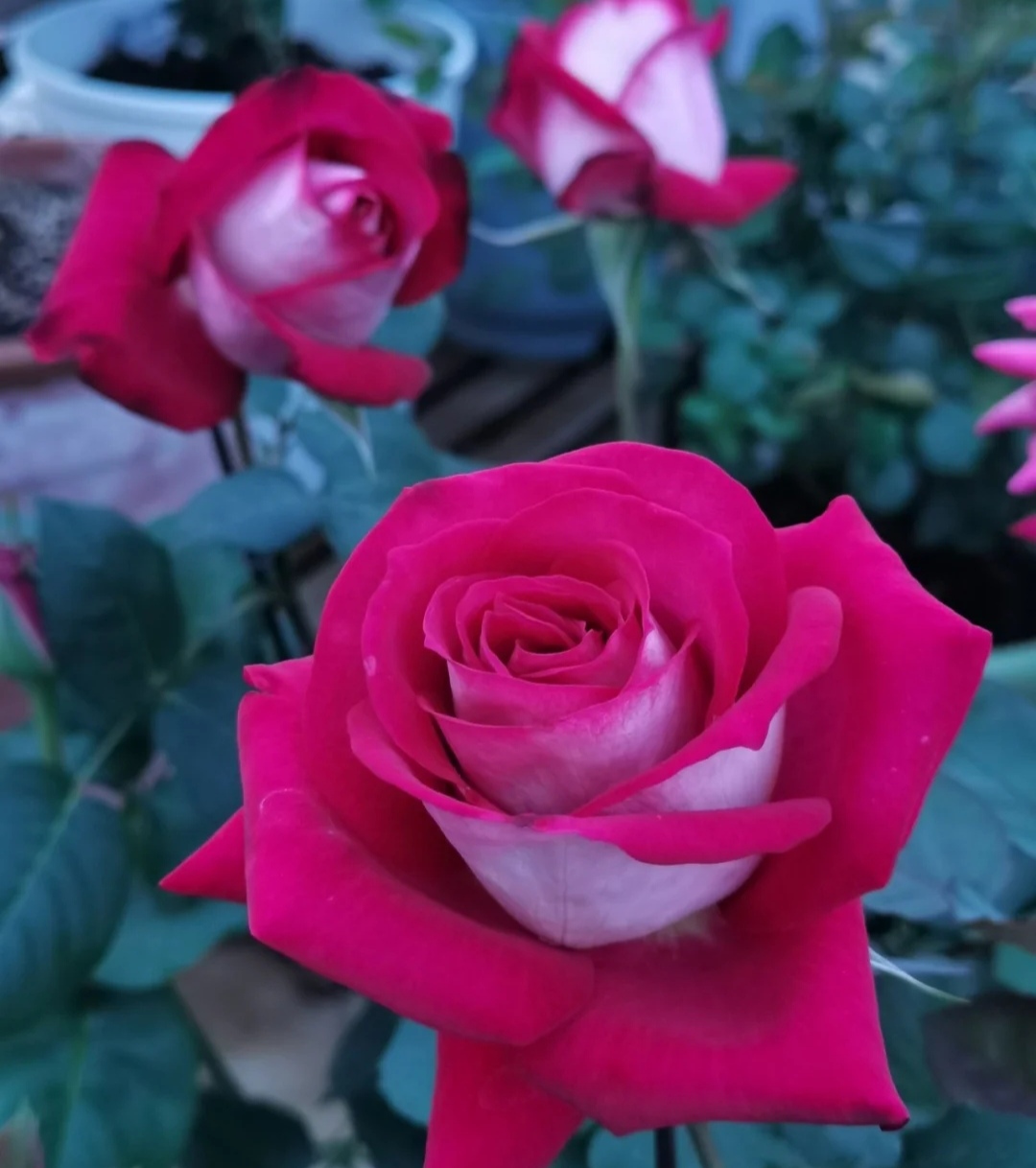 最美的极品月季花品种(盘点十二种颜值爆表的大花月季)