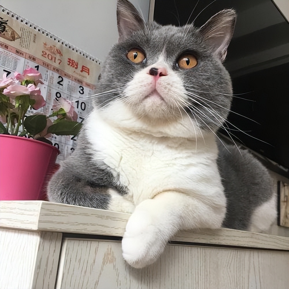 一般小猫多少钱一只买英短猫