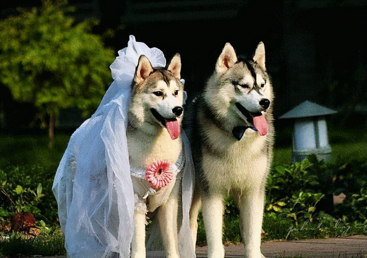 公狗和母狗，区别就在这5点，一看就很明显