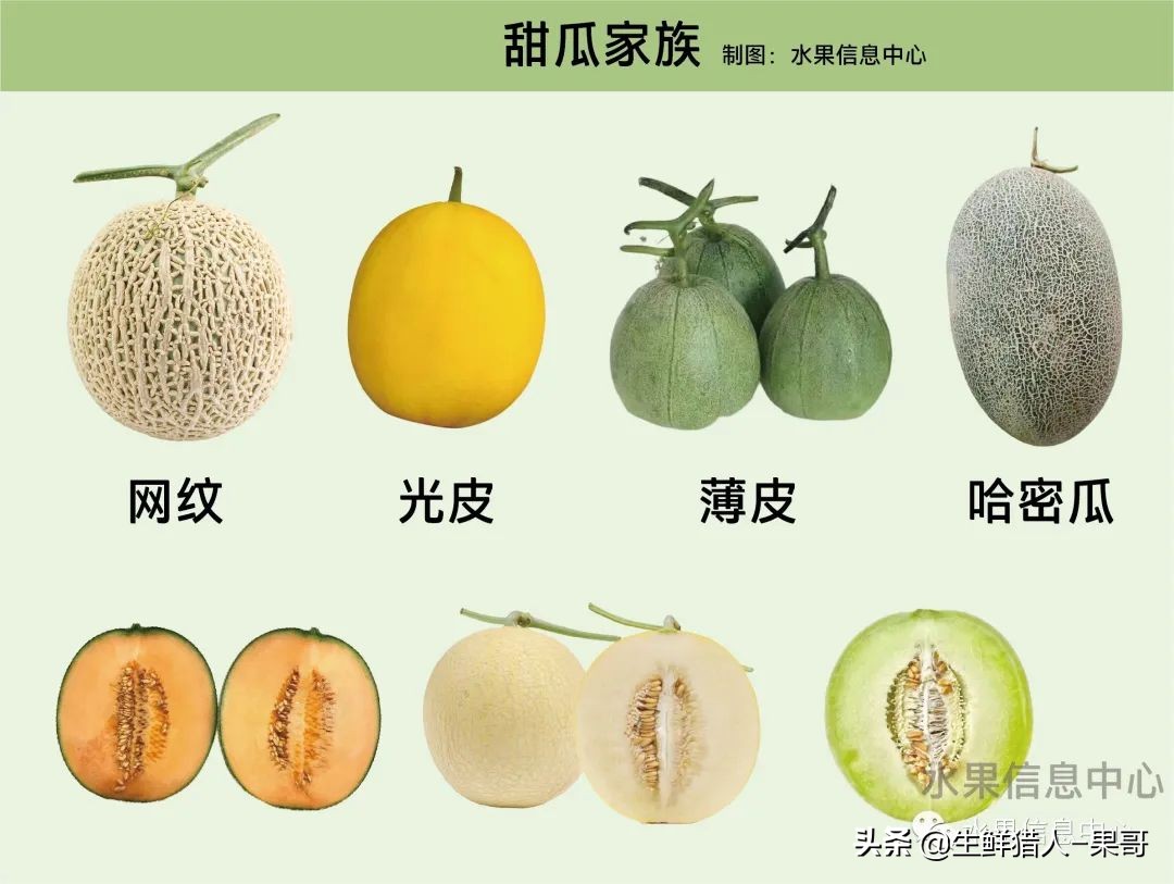 哈密瓜、蜜瓜、网纹瓜、香瓜、羊角蜜傻傻分不清？看完就明白了