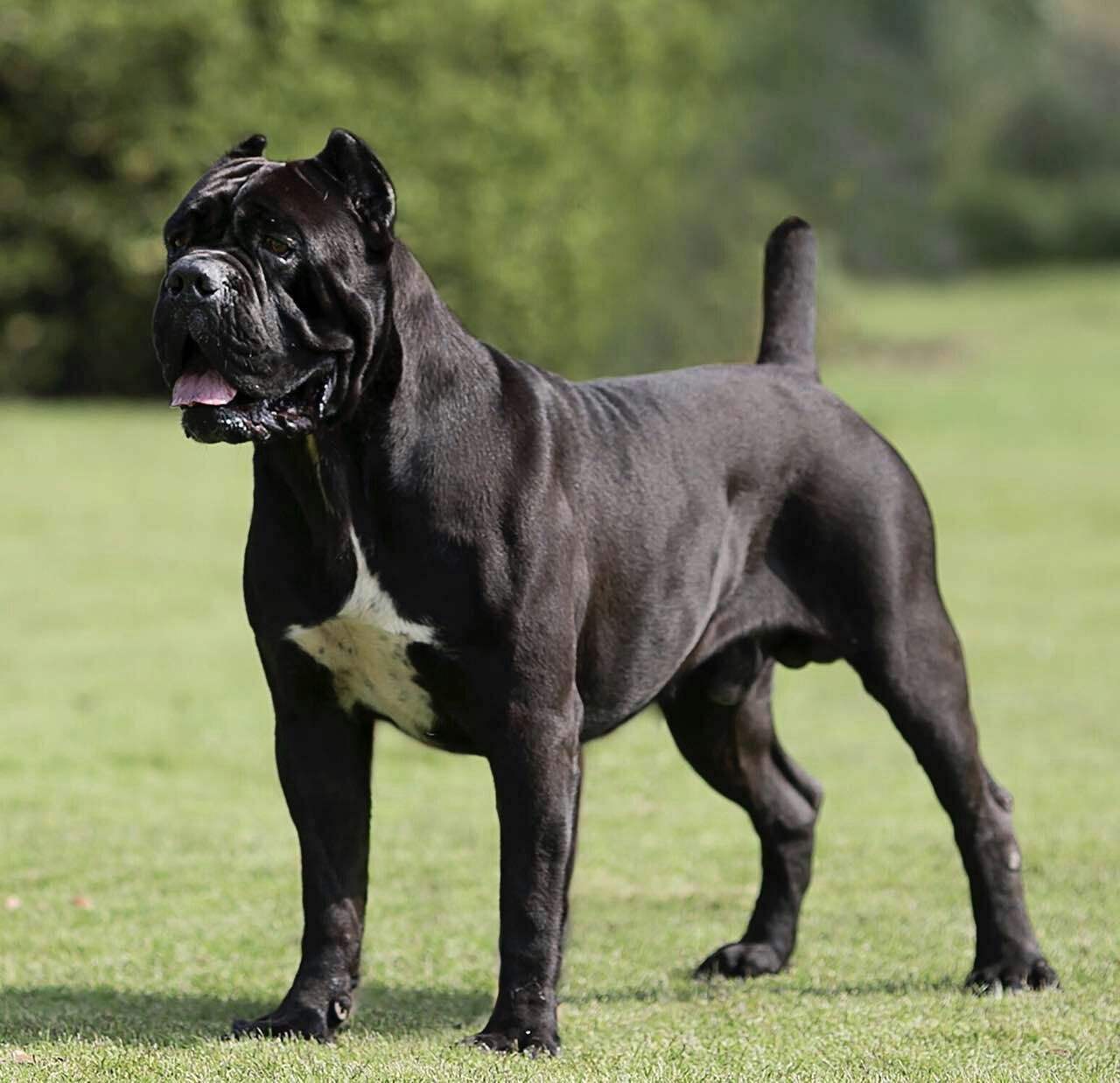 卡斯罗虽好,但终究躲不过这些"坑",难怪养的人少