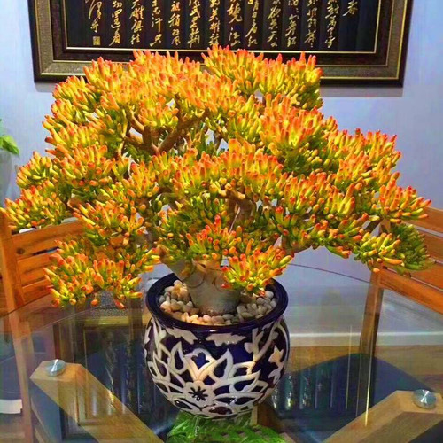 吸财树和钱串子一样,也是一种多肉植物,它和一般的多肉植物都不一样