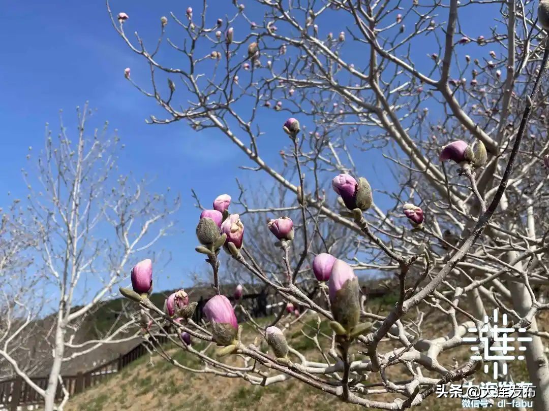 樱花待放，再等几天！