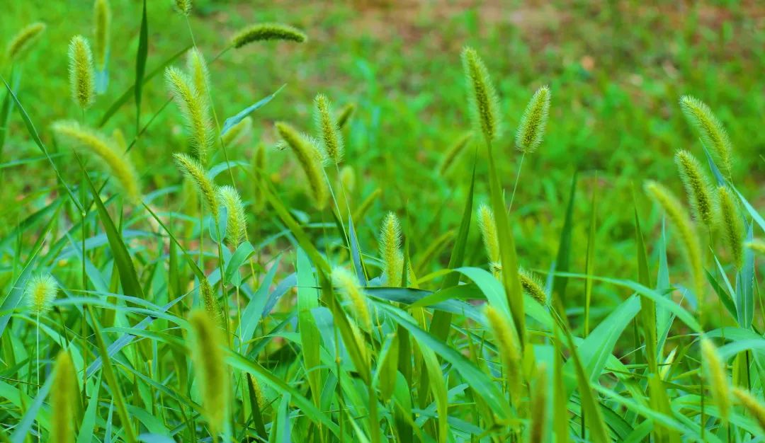 恒德时令志 | 夏至