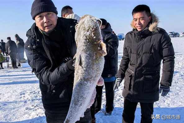 查干湖头鱼卖出2999999元！王冰冰都报道的查干湖鱼到底有何魅力