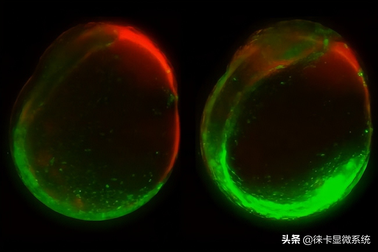 MicaCam课堂 第2集 了解斑马鱼胚胎发育过程中细胞连接的影响