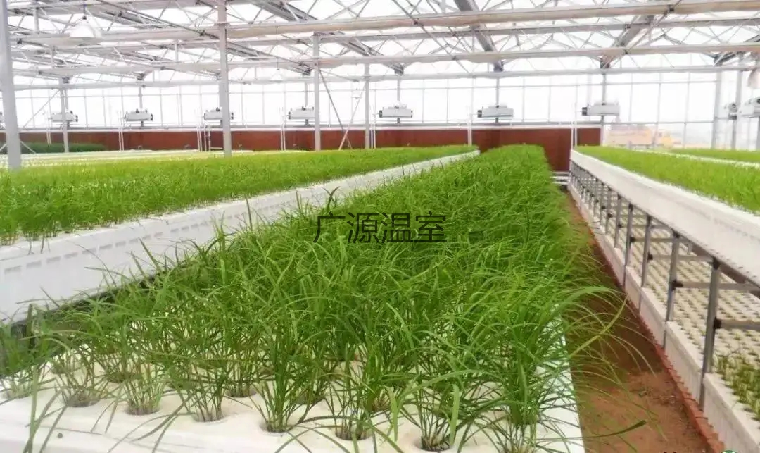 最近流行的水培蔬菜是啥？水培蔬菜有什么优缺点？