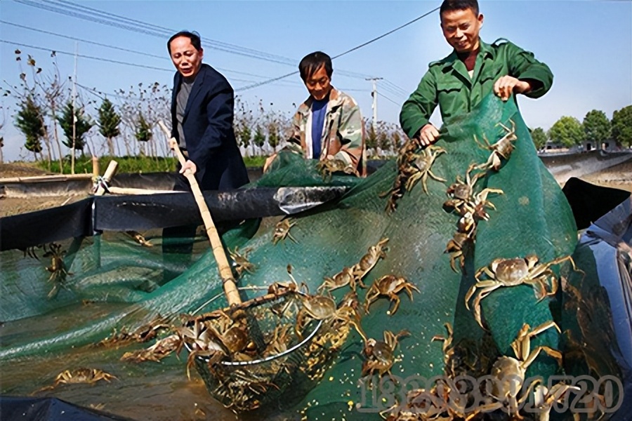 螃蟹养殖中的技术要点以及常规需要注意的地方