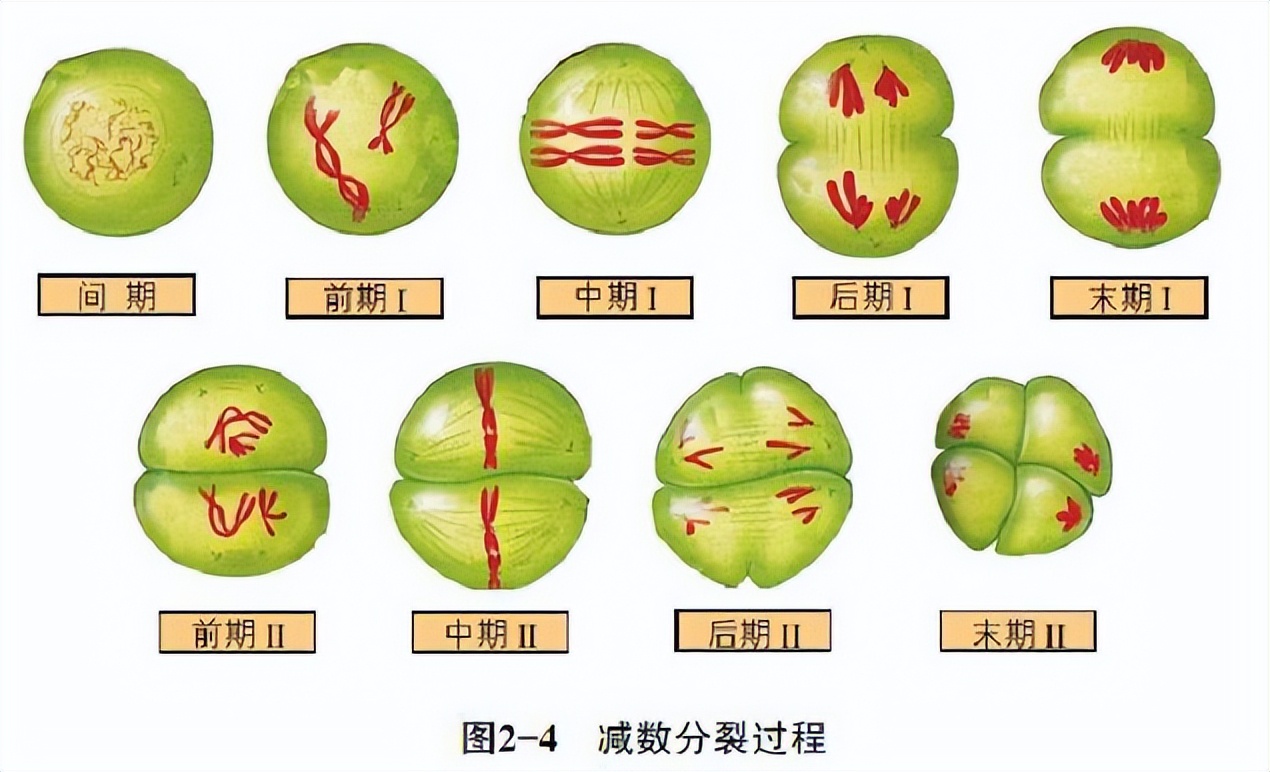 草履虫结构图(初中生物：重要知识点图解，内容清晰明了、简单易懂)