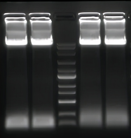 分子生物学实验介绍-PCR篇