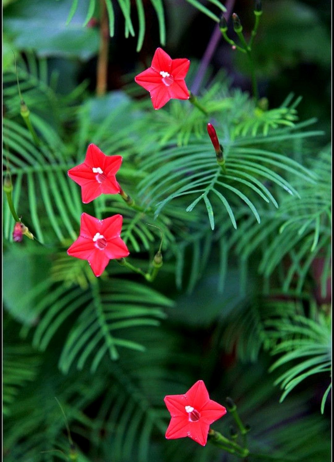 植物花卉品种大全图片（科普100个花卉图鉴）