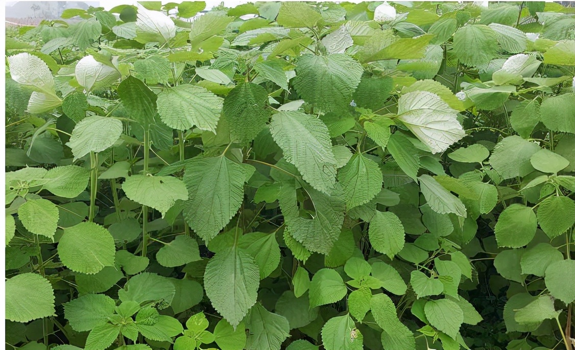 养鸡能种哪些牧草？哪种牧草养土鸡更盈利？