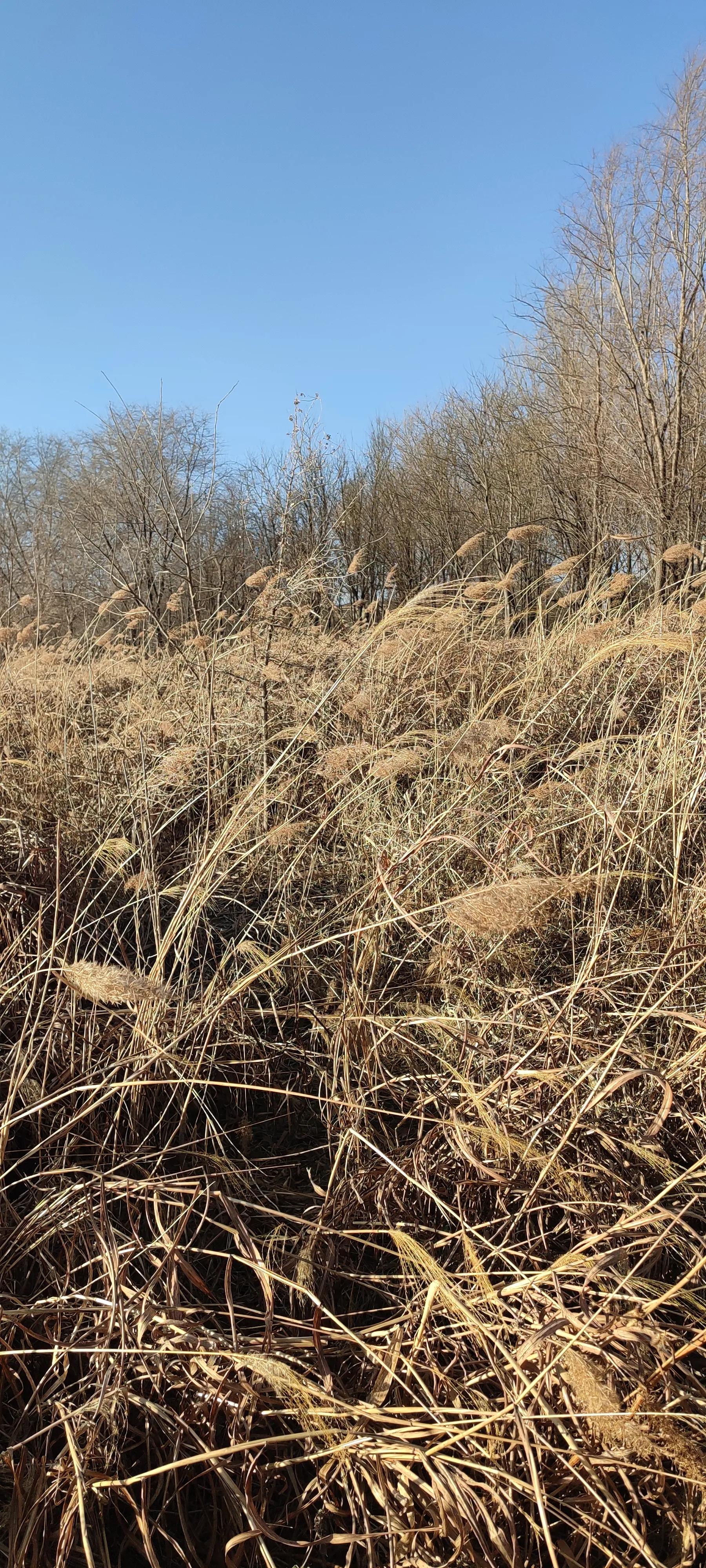 冬日芦苇轻如雪,人生风雨苇中品