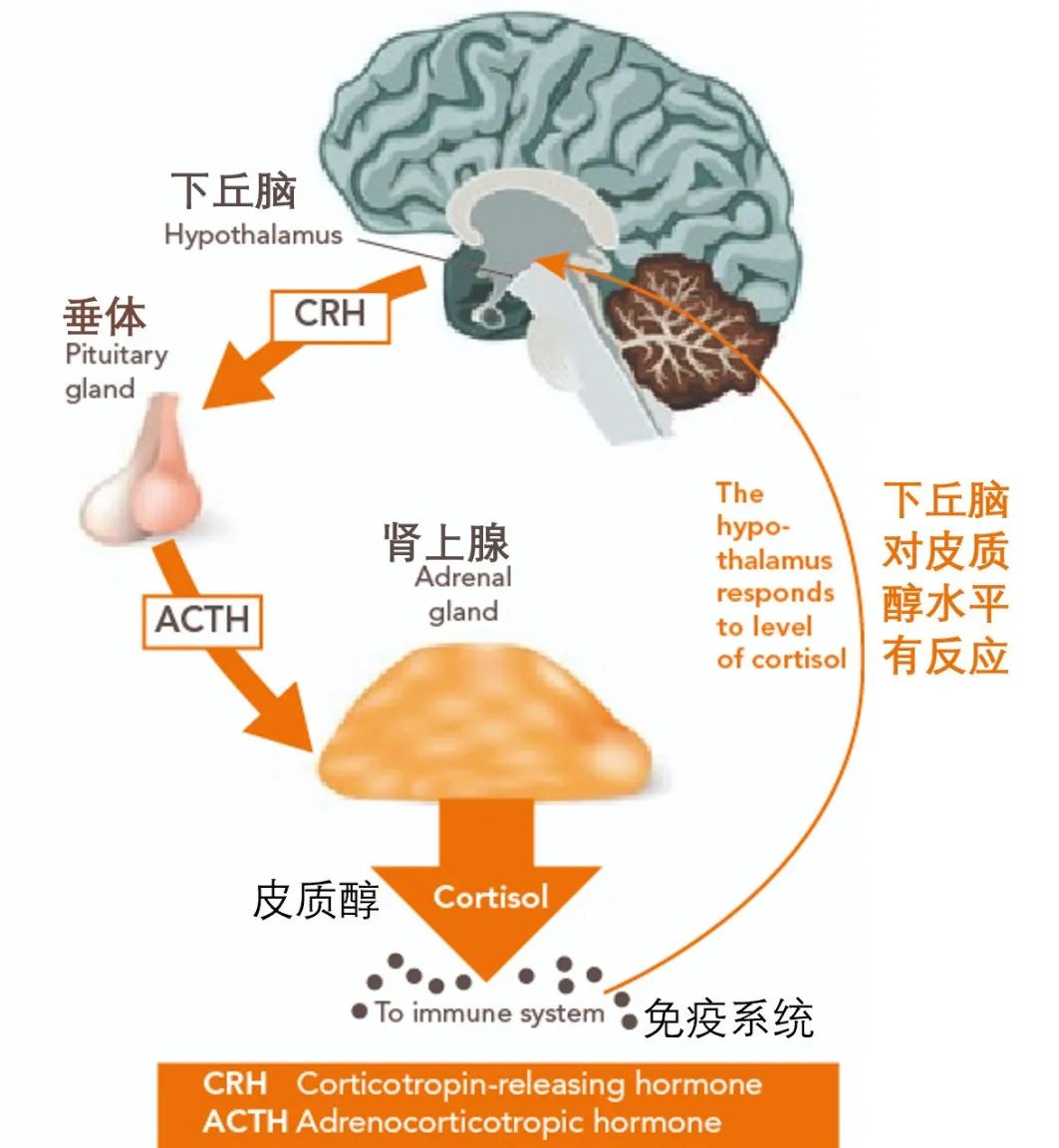 你了解高溫環(huán)境對雞群的影響嗎？都有哪些防治措施？