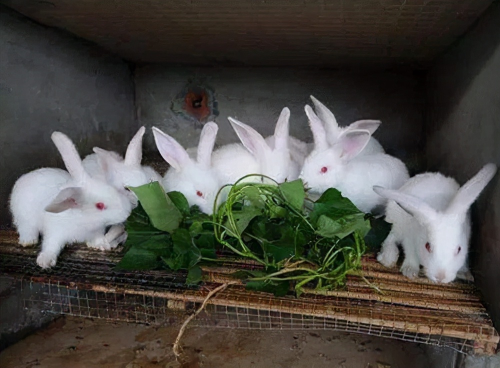 兔子和什么搭配营养好(养兔，有一种饲料的搭配营养价值高，特别是蛋白质丰富)