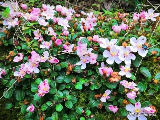 高钙果：钙含量是牛奶的7倍，售价20元1斤，为什么少有农民种植？