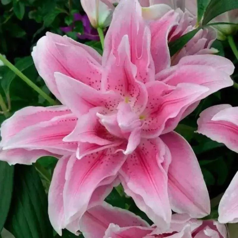 百合花的图片百合花的图片大全最美