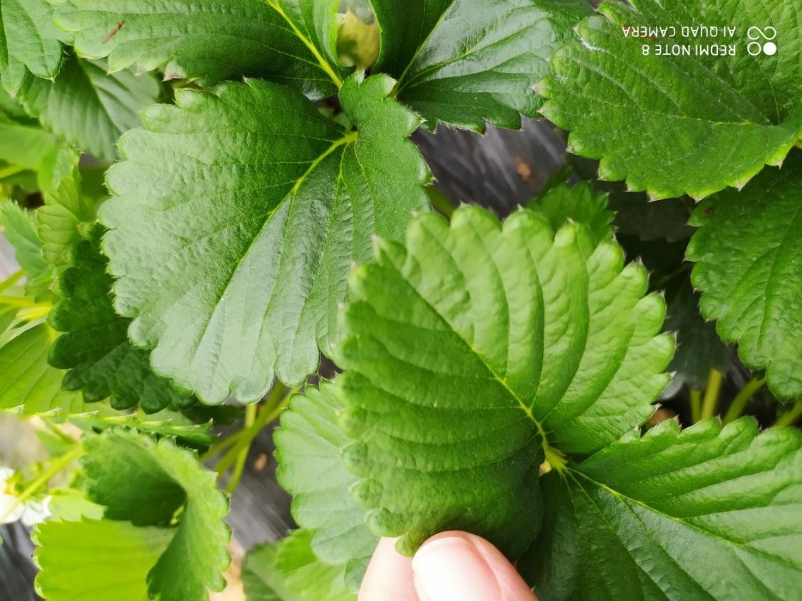 雞糞燒苗怎么辦？島本酵素有妙招