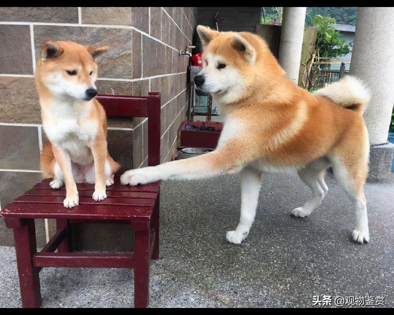 日本狗秋田犬和柴犬（秋田犬和柴犬的区别）