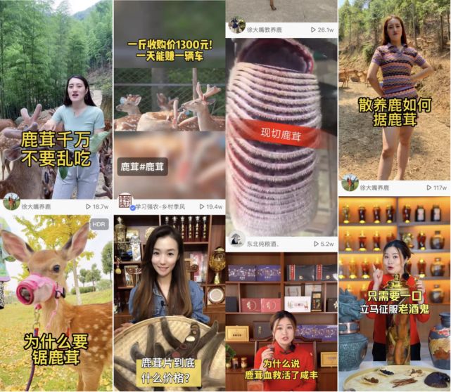 东北，留不住想赚钱的网红