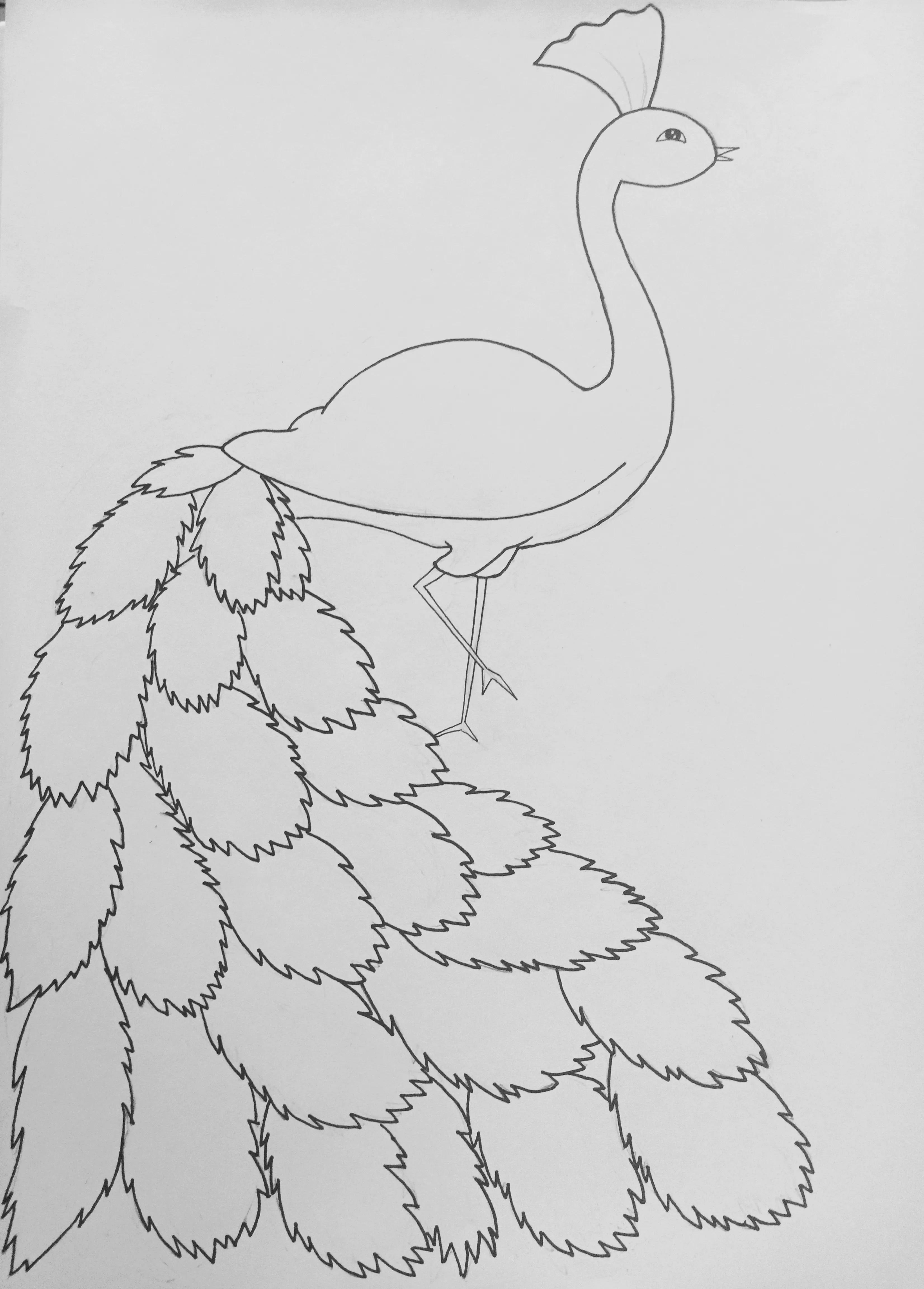《孔雀》线描画绘画过程