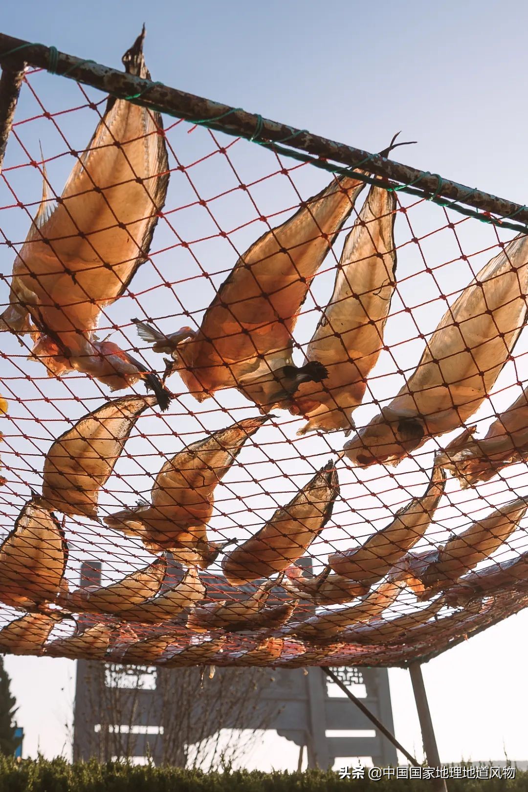 中国第一海鲜大省的这座城，让国人实现顶级生蚝自由