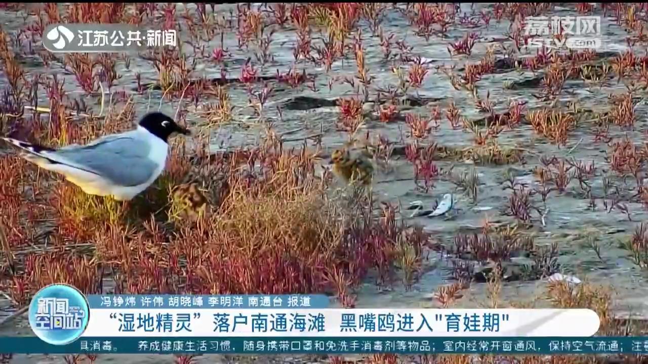 “湿地精灵”落户南通海滩 黑嘴鸥进入“育娃期”