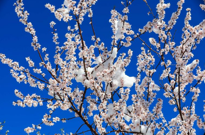 「诗词鉴赏」喜迎春雪，关于春雪的古诗词你知道多少？