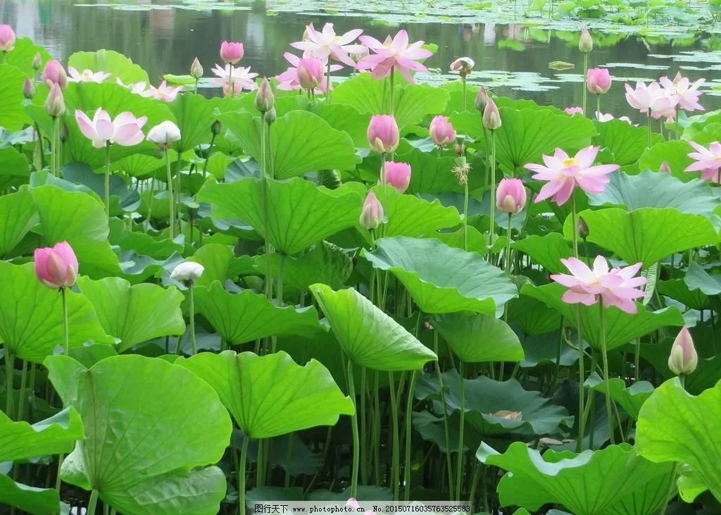 「诗词鉴赏」十首你不知道的优美诗词，夏日风景，鸟语花香