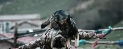 万物皆有灵 你救我一命 我护你一生