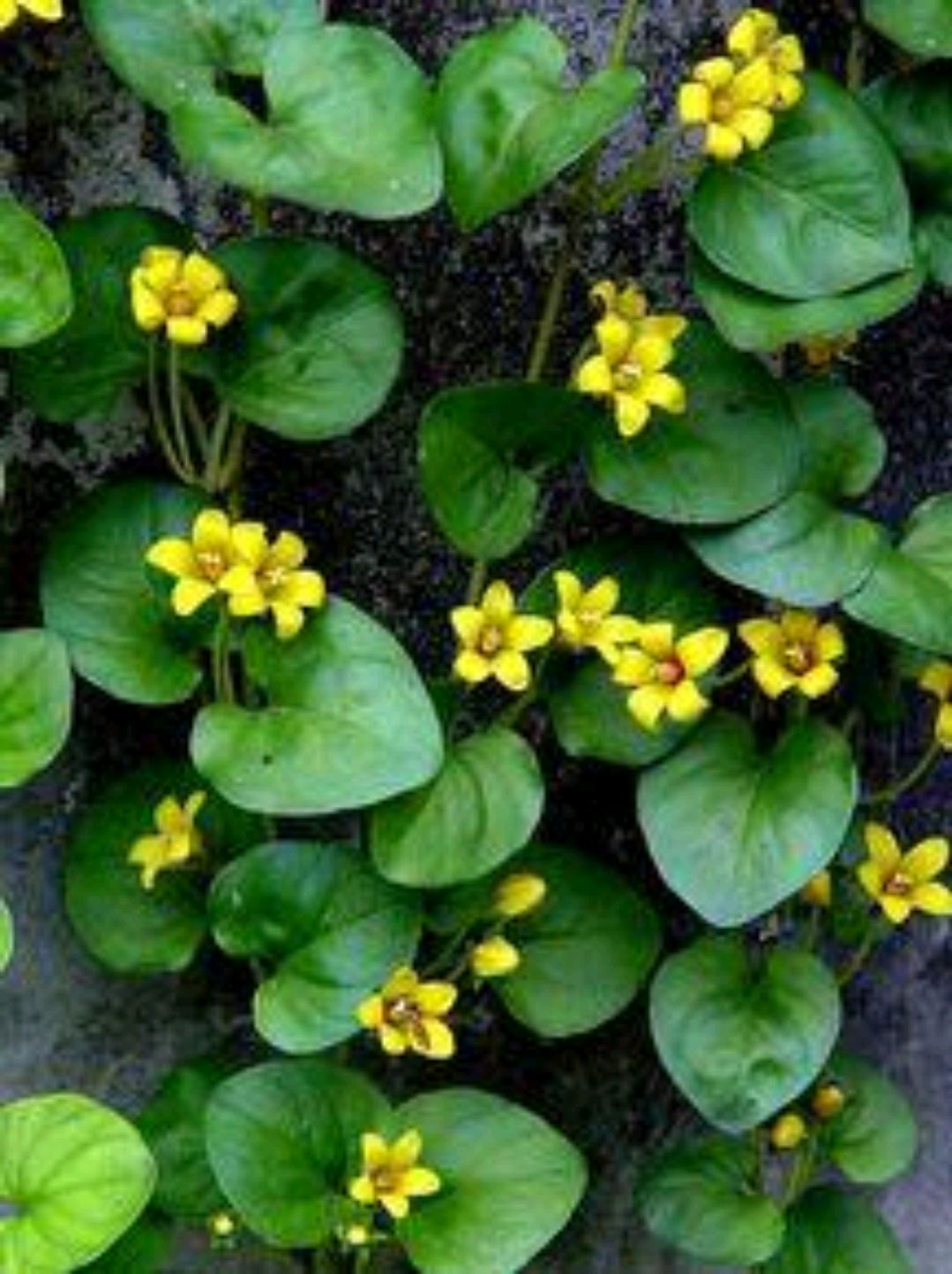 过路黄的功效与作用图片