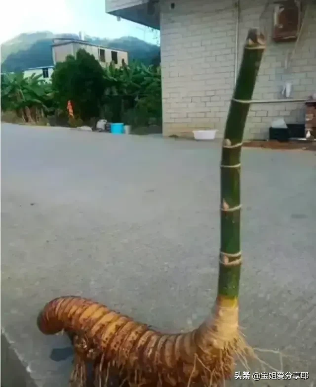 大家给看看我挖的虫草可以不？，感觉要发财了！泪奔，发多少合适呢?就先发个1