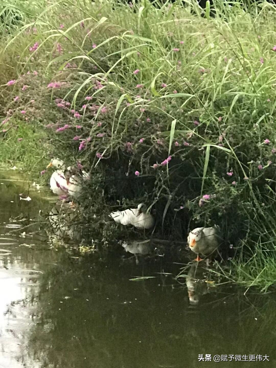 赋予谁——风物长相宜