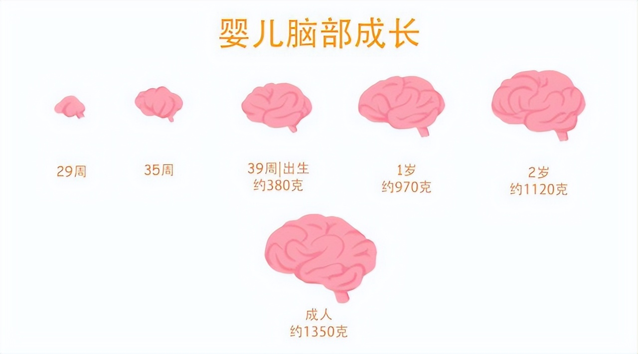 0-3岁是大脑发育黄金期，抓住这段关键期，正确早教促进大脑发育