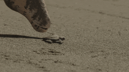 重磅更新！比《侏罗纪世界》还好看的恐龙纪录片终于上映了