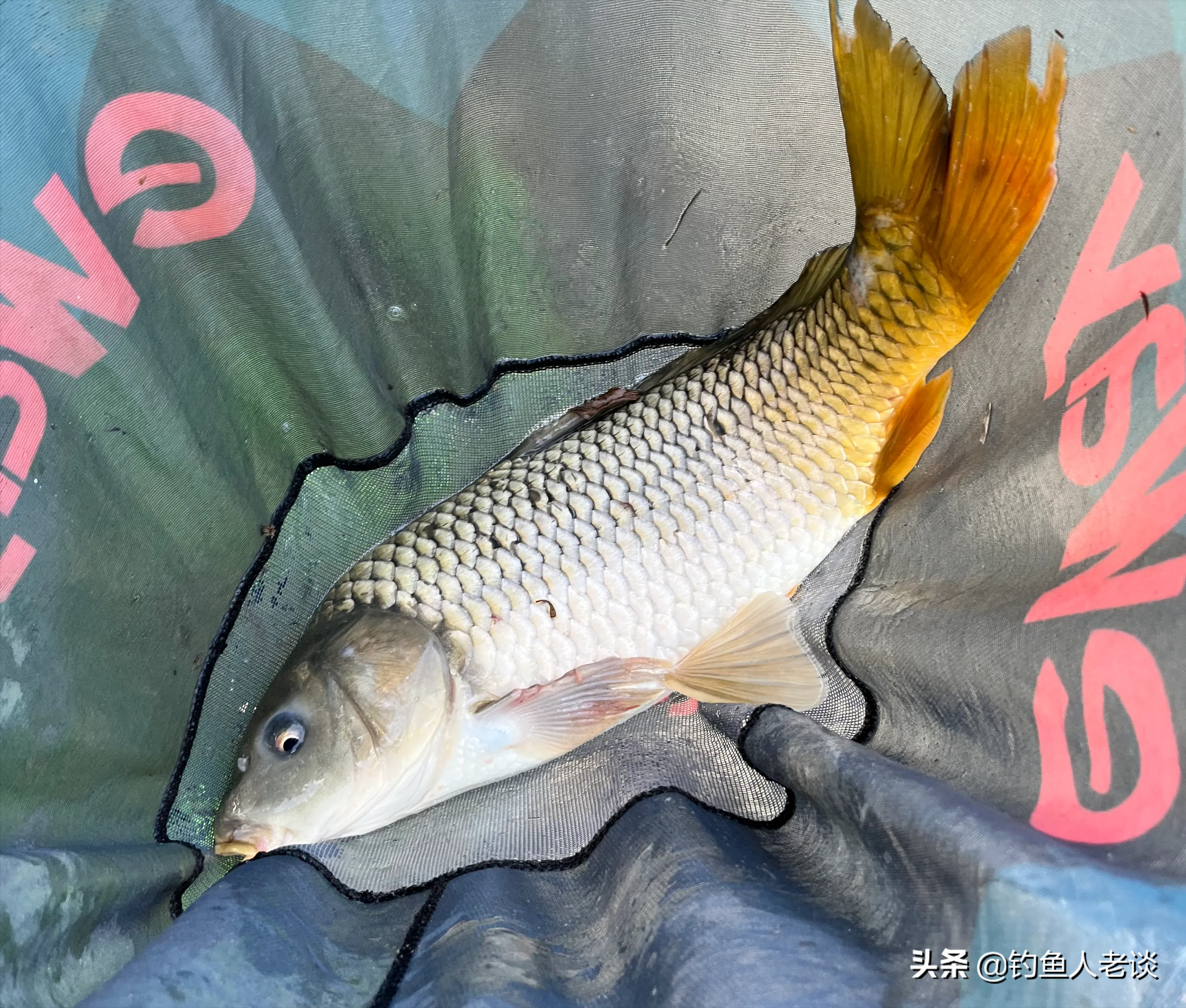 新关东鱼钩一般适合在竞技比较中垂钓小个体的鲤鱼,小