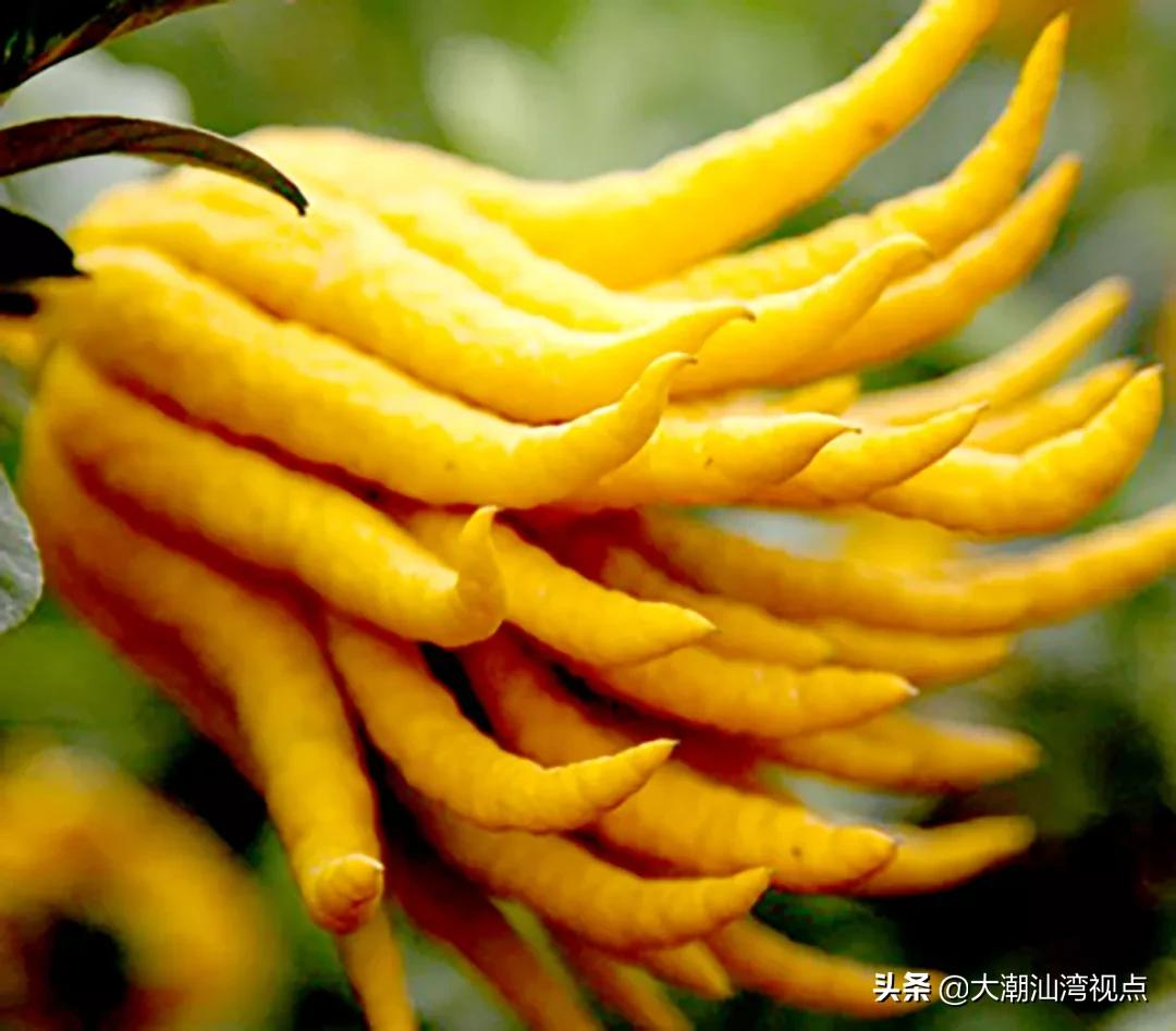 潮州特产佛手老香黄潮汕特产老香黄的作用