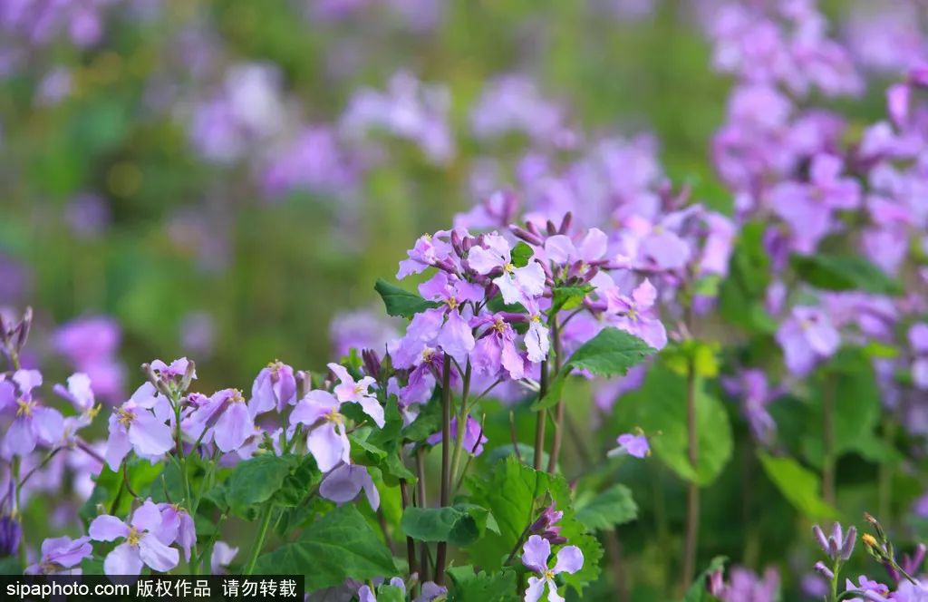 好消息！3月26日，首農·紫谷伊甸園開園啦！