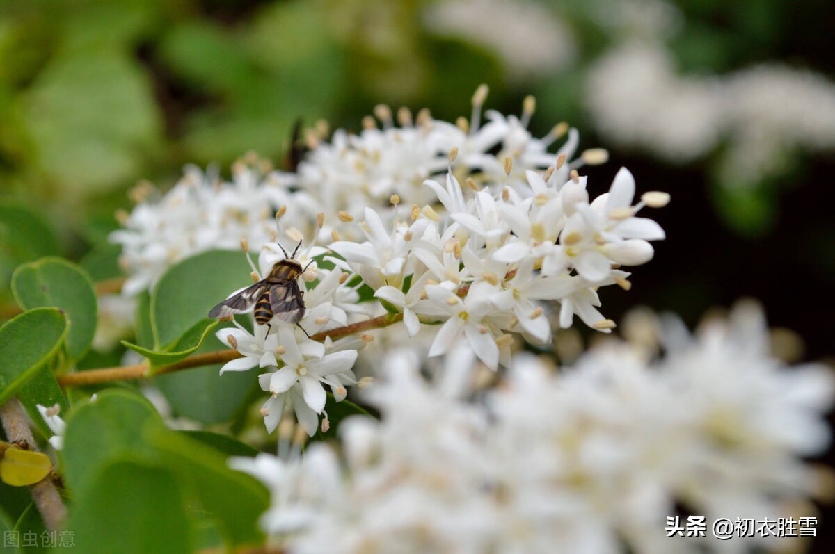 夏花女貞詩詞六首清賞 女貞花白草迷離 山礬風味木犀魂 天天看點