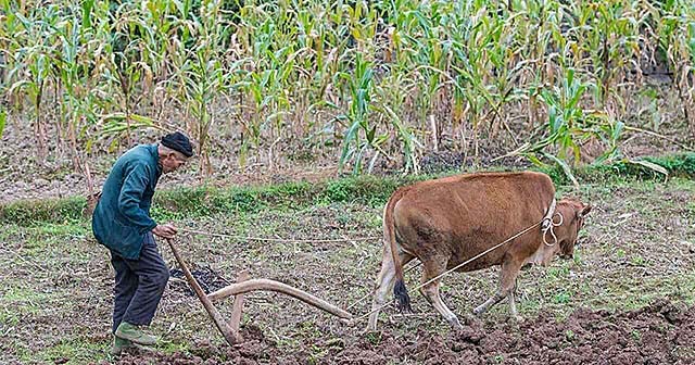安徽光棍兄弟收养弃婴，给拖拉机装土赚奶粉钱，34年后女婴成教师