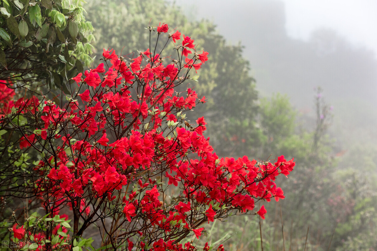 野生映山红能卖多少钱映山红看似很普通