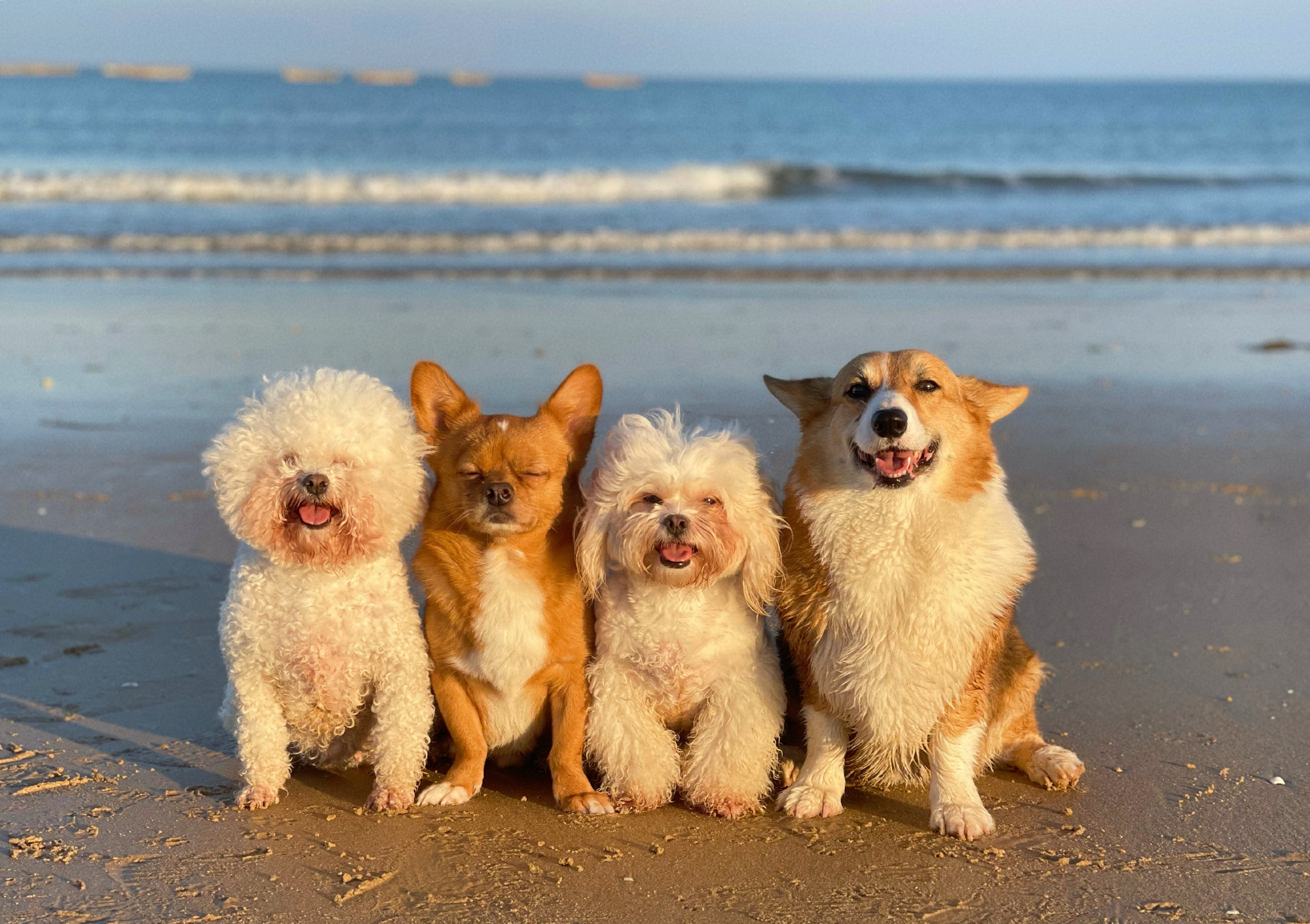 柯铭:一人四狗圈粉千万,戏精狗狗模仿甄嬛,上演狗界宫斗大戏