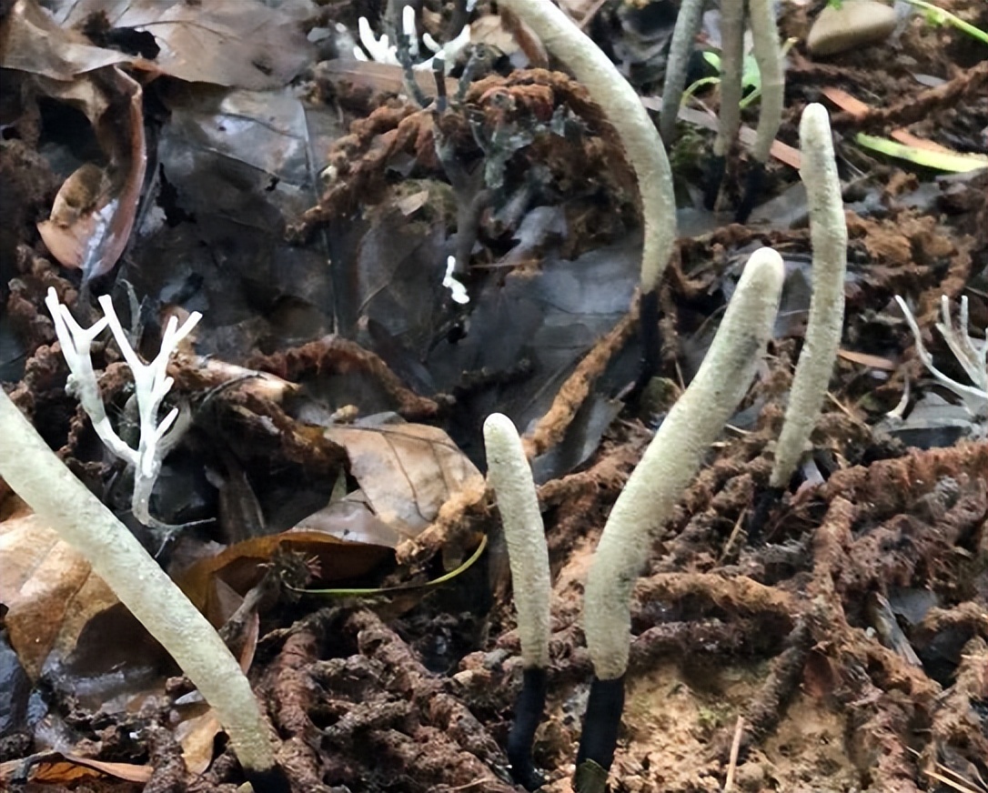 它叫"乌灵参",生长在白蚁窝里,被炒到千元1斤,有什么价值?