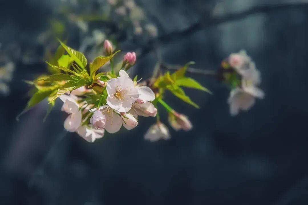 暮春时节优美句子精选