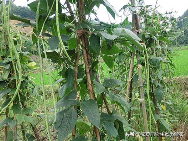 豆角增产使用叶面肥哪种肥料效果好？豆角什么时候用矮壮素能增产