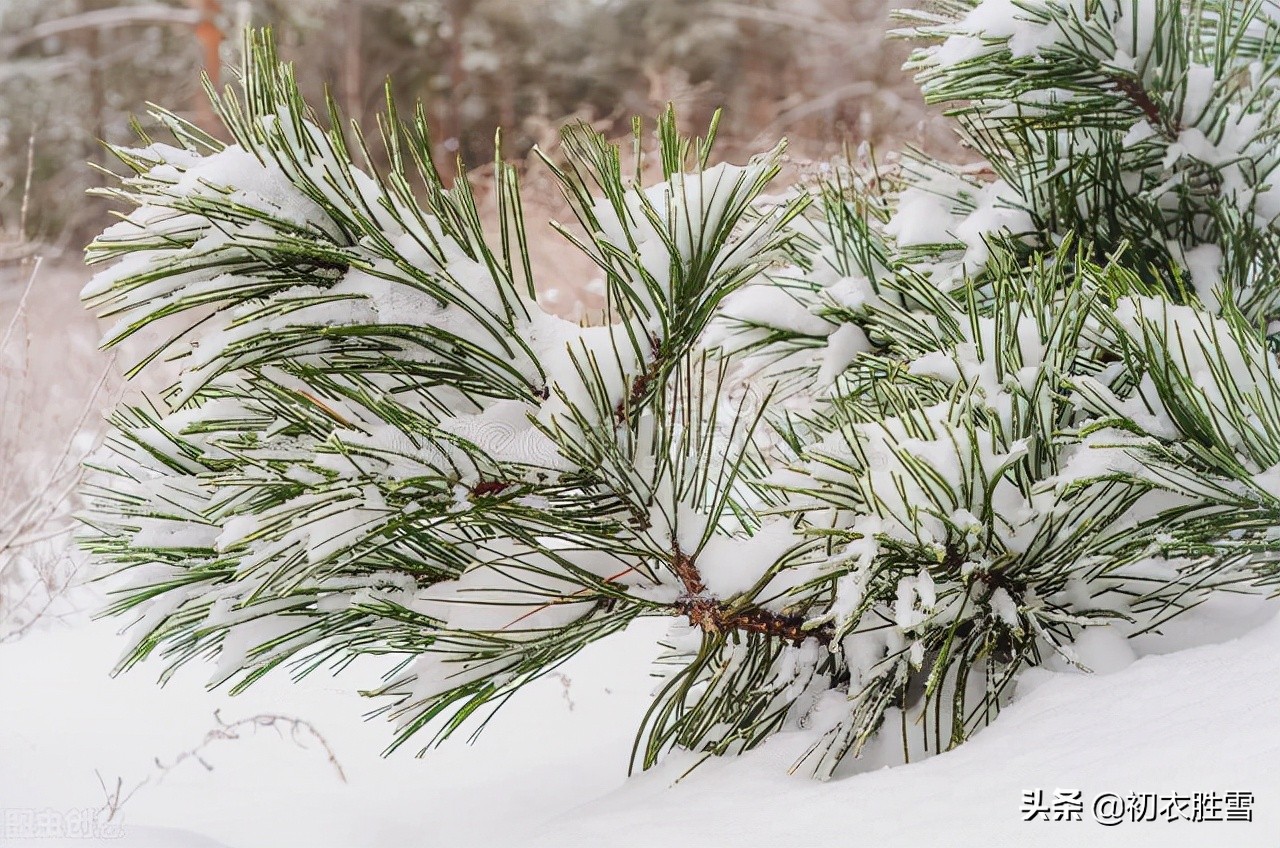 大寒节气松竹梅古诗六首：大寒松竹更萧骚，雪后大寒见老松